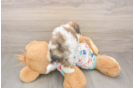 Poochon Puppy for Adoption