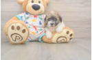 Cute Poochon Baby