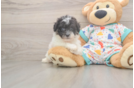 Playful Bichpoo Poodle Mix Puppy