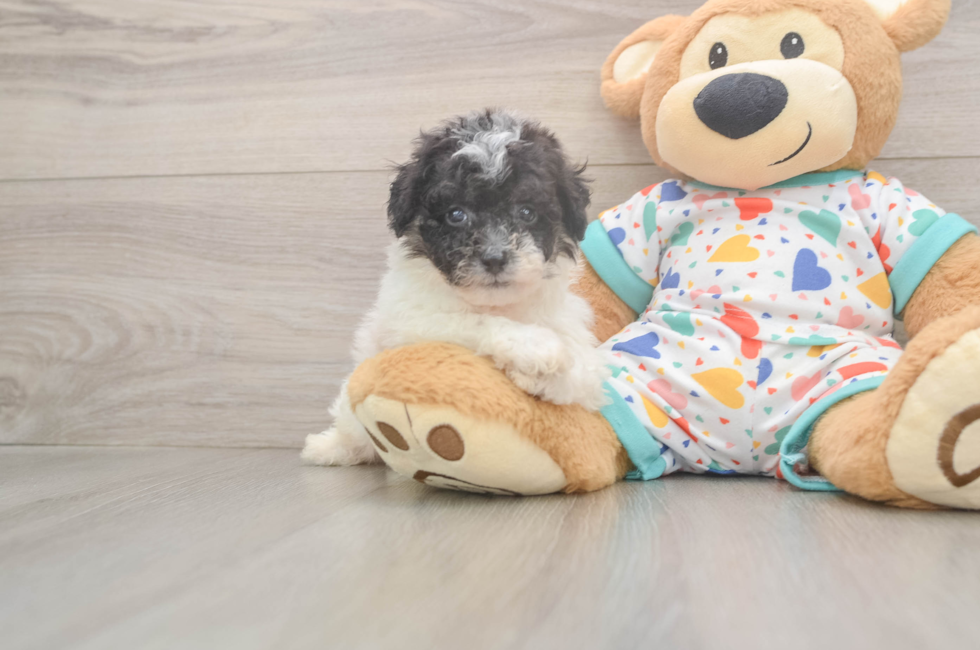 5 week old Poochon Puppy For Sale - Seaside Pups