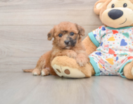 8 week old Poochon Puppy For Sale - Seaside Pups