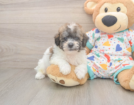 8 week old Poochon Puppy For Sale - Seaside Pups