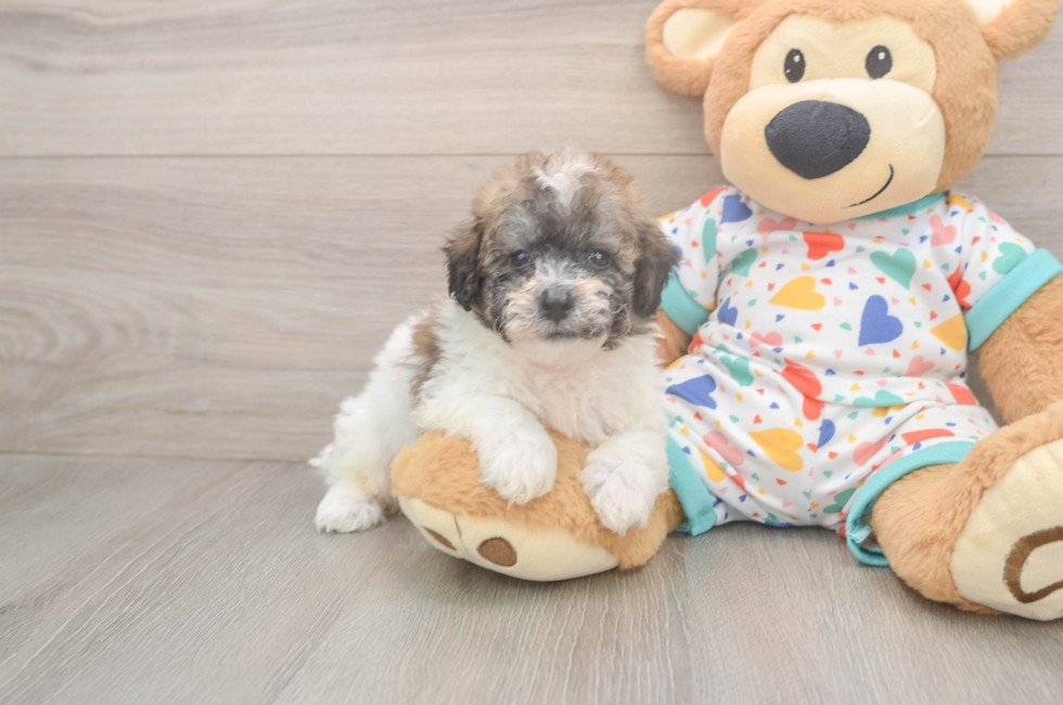 5 week old Poochon Puppy For Sale - Seaside Pups