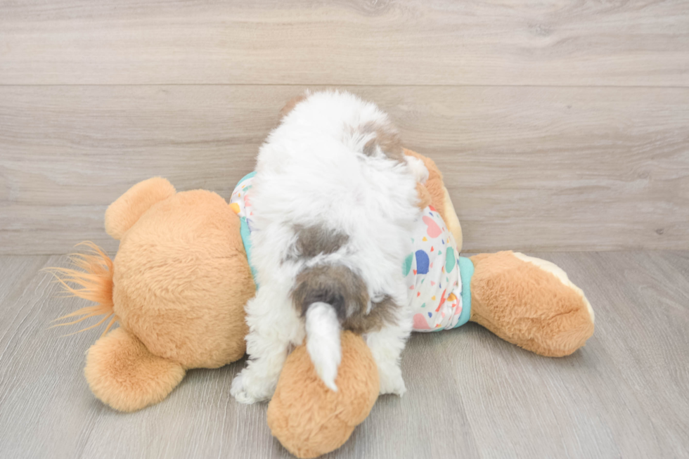 Poochon Puppy for Adoption