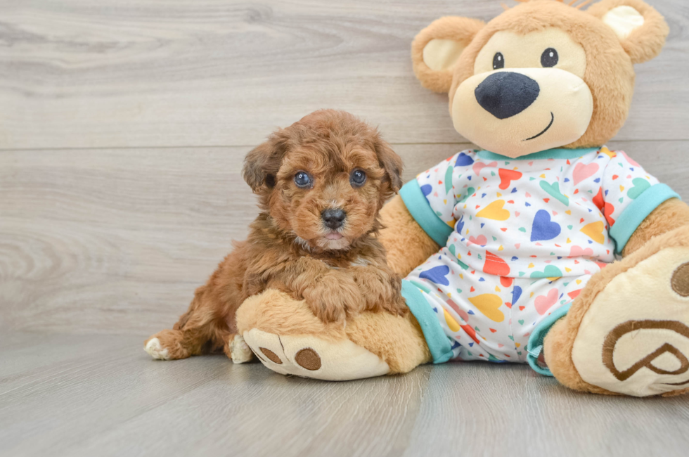 5 week old Poochon Puppy For Sale - Seaside Pups