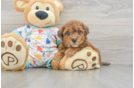 Poochon Puppy for Adoption