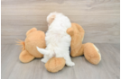 Happy Poochon Baby