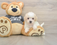 5 week old Poochon Puppy For Sale - Seaside Pups
