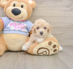 5 week old Poochon Puppy For Sale - Seaside Pups
