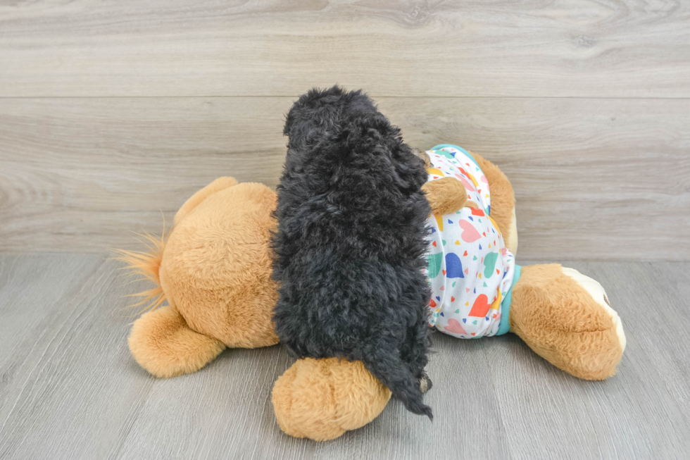 Energetic Bichpoo Poodle Mix Puppy