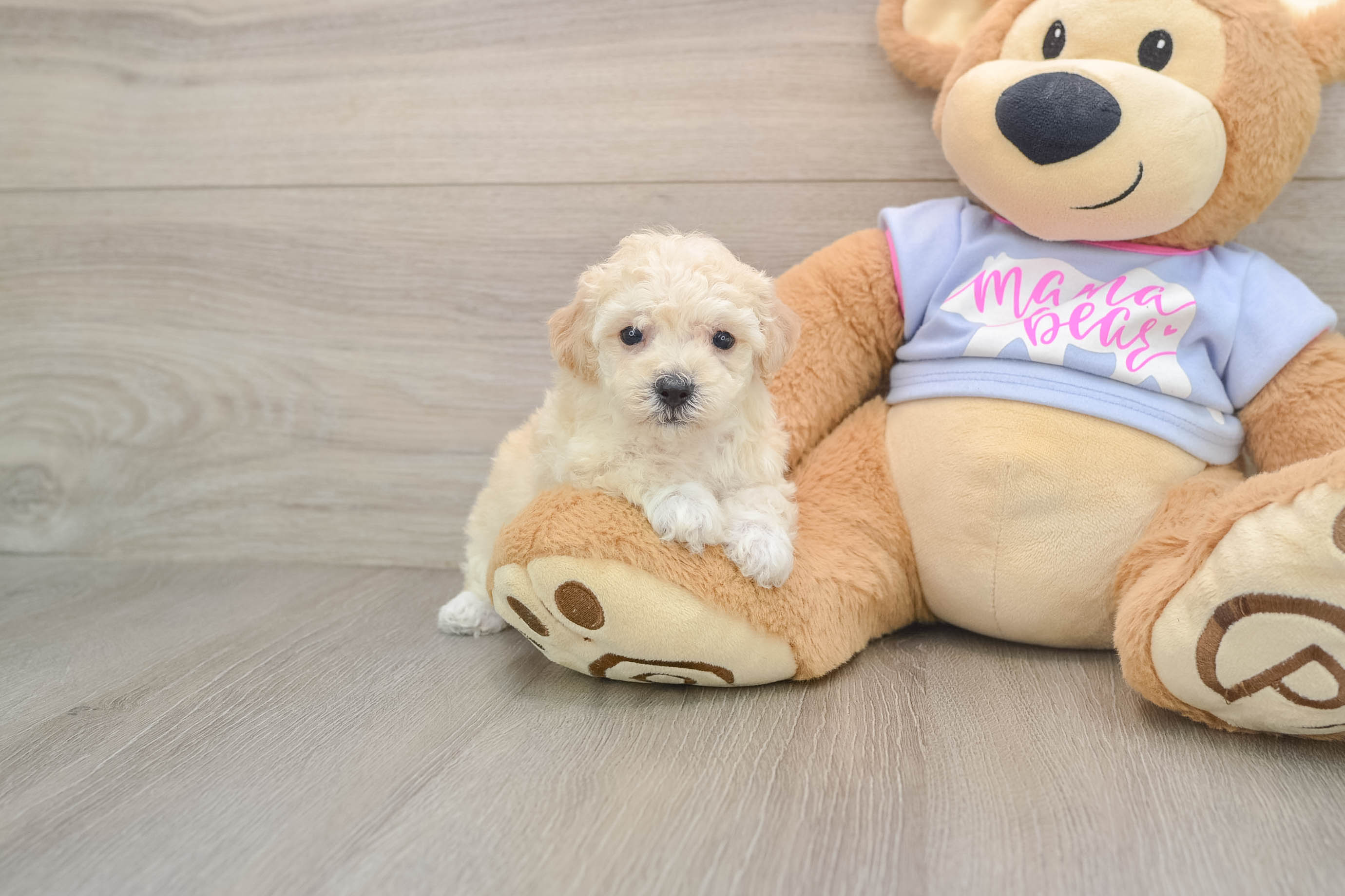 Smart Poochon Poodle Mix Pup