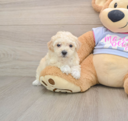 5 week old Poochon Puppy For Sale - Seaside Pups