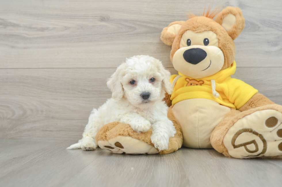 Smart Poochon Poodle Mix Pup