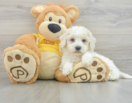 8 week old Poochon Puppy For Sale - Seaside Pups