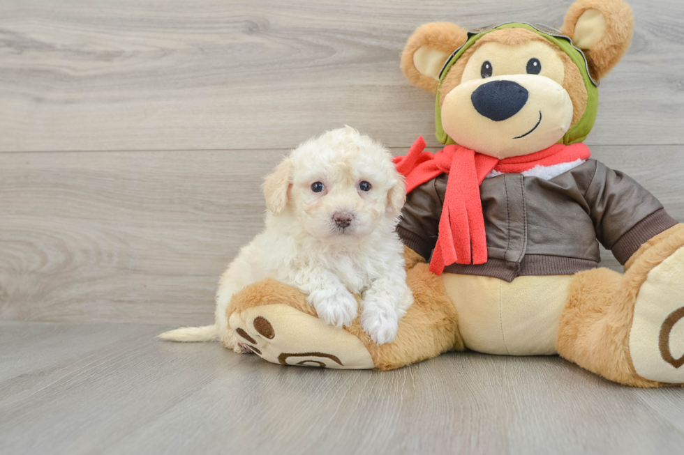 Popular Poochon Poodle Mix Pup