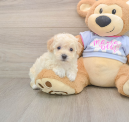 5 week old Poochon Puppy For Sale - Seaside Pups