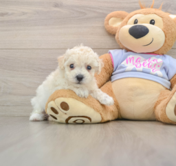 5 week old Poochon Puppy For Sale - Seaside Pups