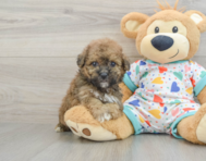 6 week old Poochon Puppy For Sale - Seaside Pups