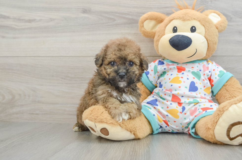 5 week old Poochon Puppy For Sale - Seaside Pups