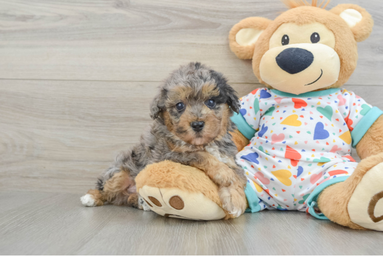 Poochon Puppy for Adoption