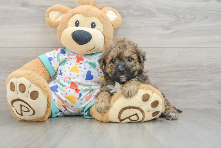Best Poochon Baby