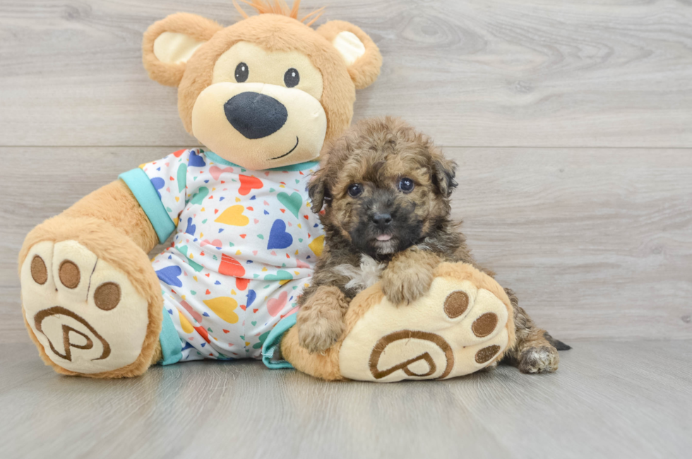 5 week old Poochon Puppy For Sale - Seaside Pups