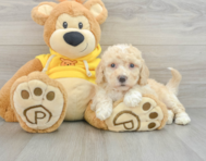 6 week old Poochon Puppy For Sale - Seaside Pups