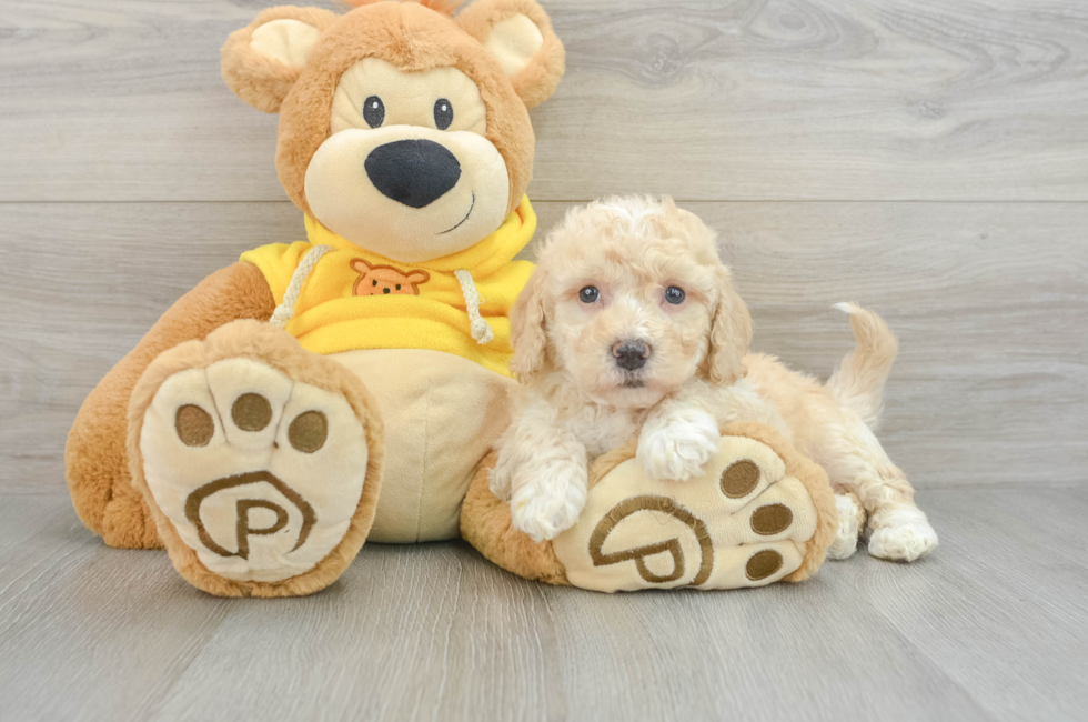 6 week old Poochon Puppy For Sale - Seaside Pups