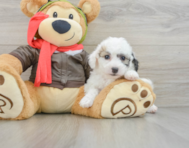 7 week old Poochon Puppy For Sale - Seaside Pups