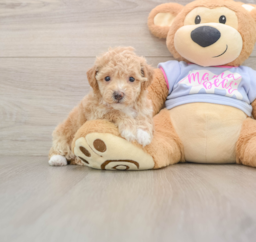 6 week old Poochon Puppy For Sale - Seaside Pups
