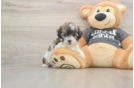 Happy Poochon Baby