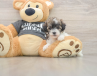 5 week old Poochon Puppy For Sale - Seaside Pups