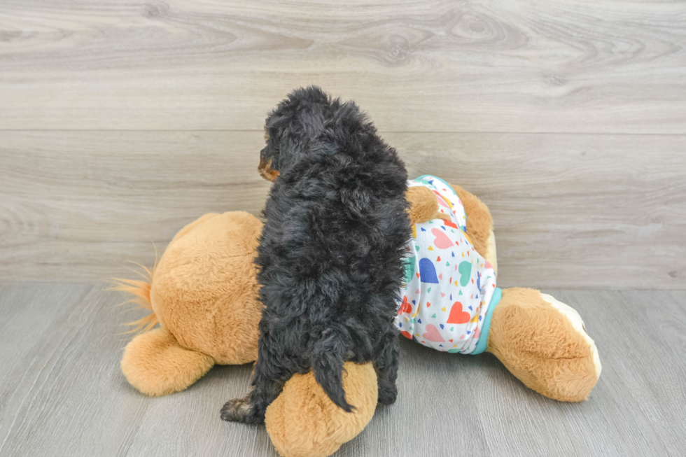 Best Poochon Baby