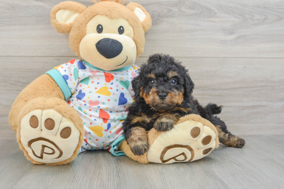 Small Poochon Baby