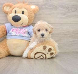 5 week old Poochon Puppy For Sale - Seaside Pups
