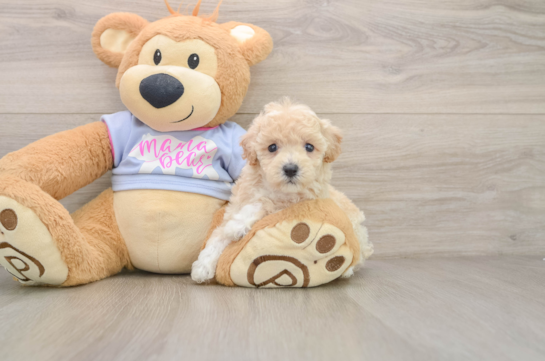 Smart Poochon Poodle Mix Pup