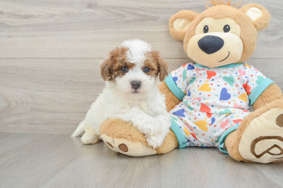 5 week old Poochon Puppy For Sale - Seaside Pups