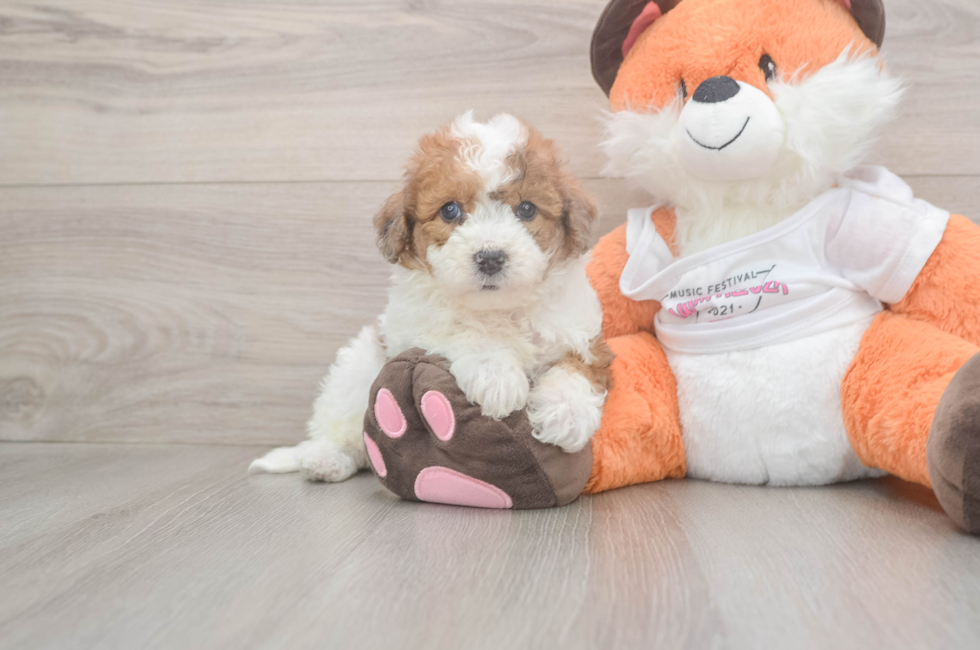 5 week old Poochon Puppy For Sale - Seaside Pups