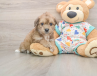 6 week old Poochon Puppy For Sale - Seaside Pups