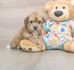 5 week old Poochon Puppy For Sale - Seaside Pups