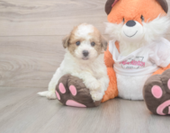 8 week old Poochon Puppy For Sale - Seaside Pups