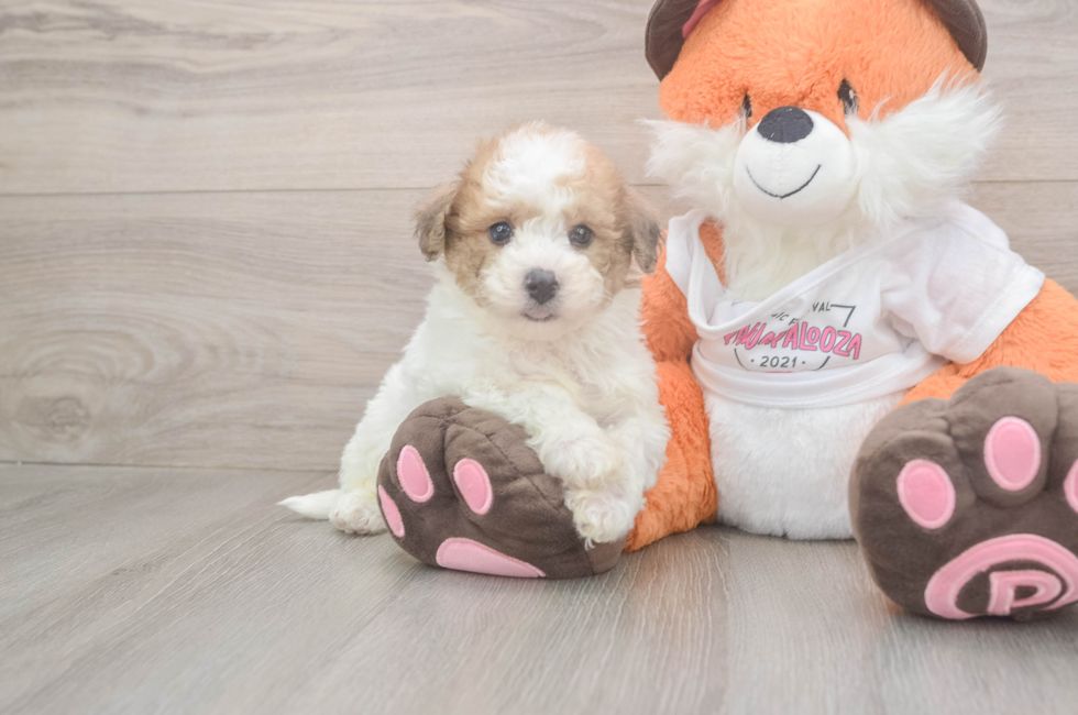 5 week old Poochon Puppy For Sale - Seaside Pups