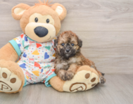 6 week old Poochon Puppy For Sale - Seaside Pups