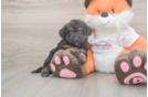 Poochon Puppy for Adoption