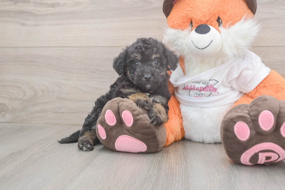 Poochon Puppy for Adoption