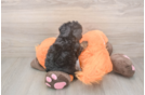 Happy Poochon Baby