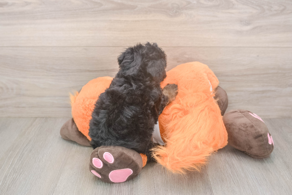 Happy Poochon Baby