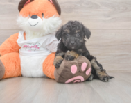 8 week old Poochon Puppy For Sale - Seaside Pups