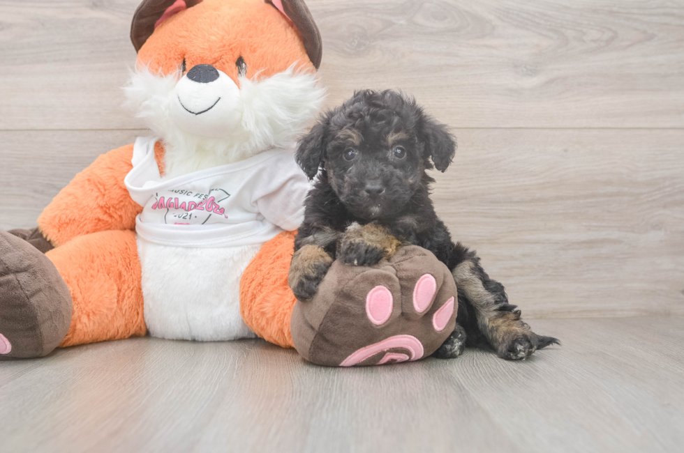 5 week old Poochon Puppy For Sale - Seaside Pups