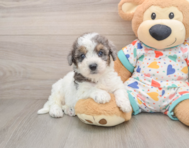 6 week old Poochon Puppy For Sale - Seaside Pups